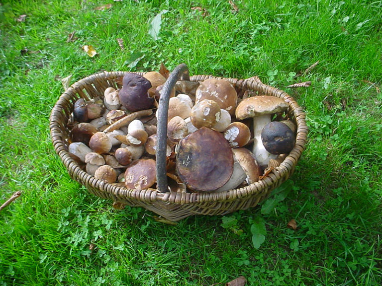Ferme Rosane | Chambres d'hôtes Ariège Pyrénées - Récolte de champignons