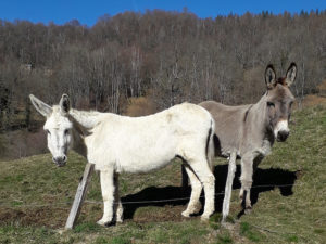 Les ânes de la Ferme Rosane à Biert